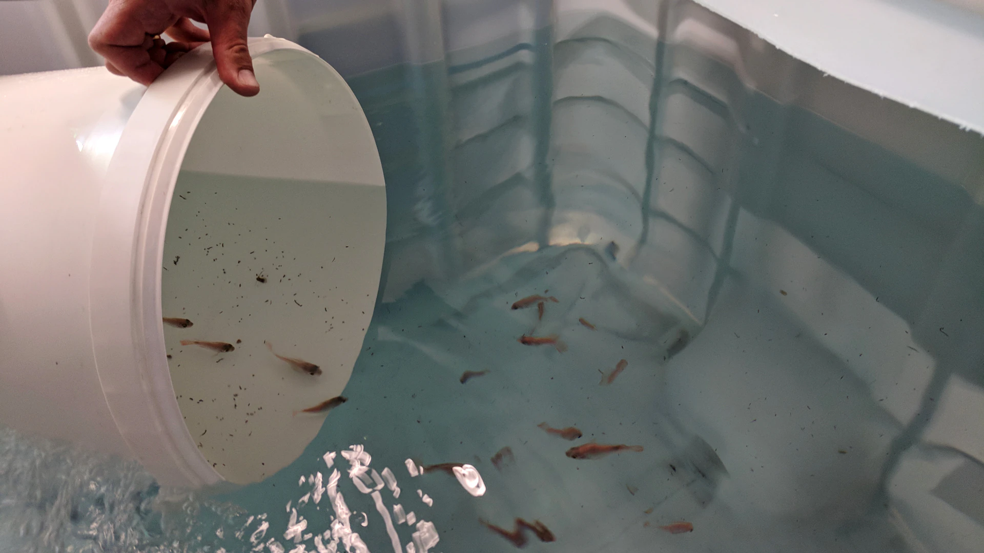 aquaponic system project image 02